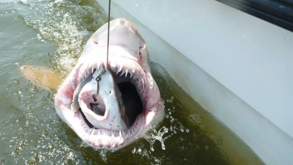 The head of a rotting fish would be too much for even the most devoted readers; so here's a shark eating a shark instead. 
